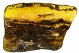 Detailed Fossil Termite (Isoptera) In Baltic Amber #109464-3